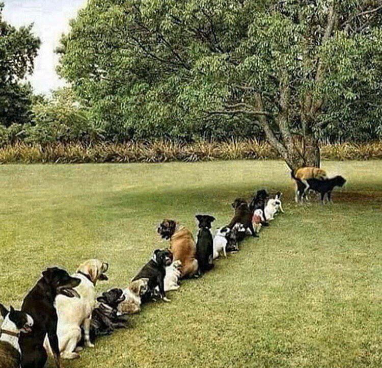 a group of dogs are sitting in the grass